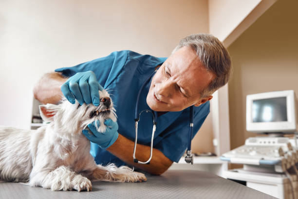 Best Emergency Dental Extractions in Annapolis Neck, MD
